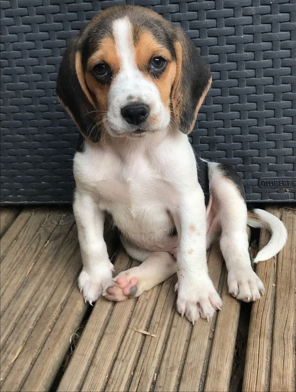 Chiot Beagle Mâle Femelle Uncompagnonfr