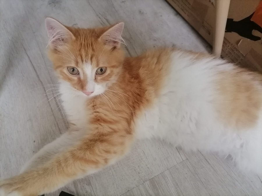 Guizmo Adorable Chaton A L Adoption Uncompagnon Fr