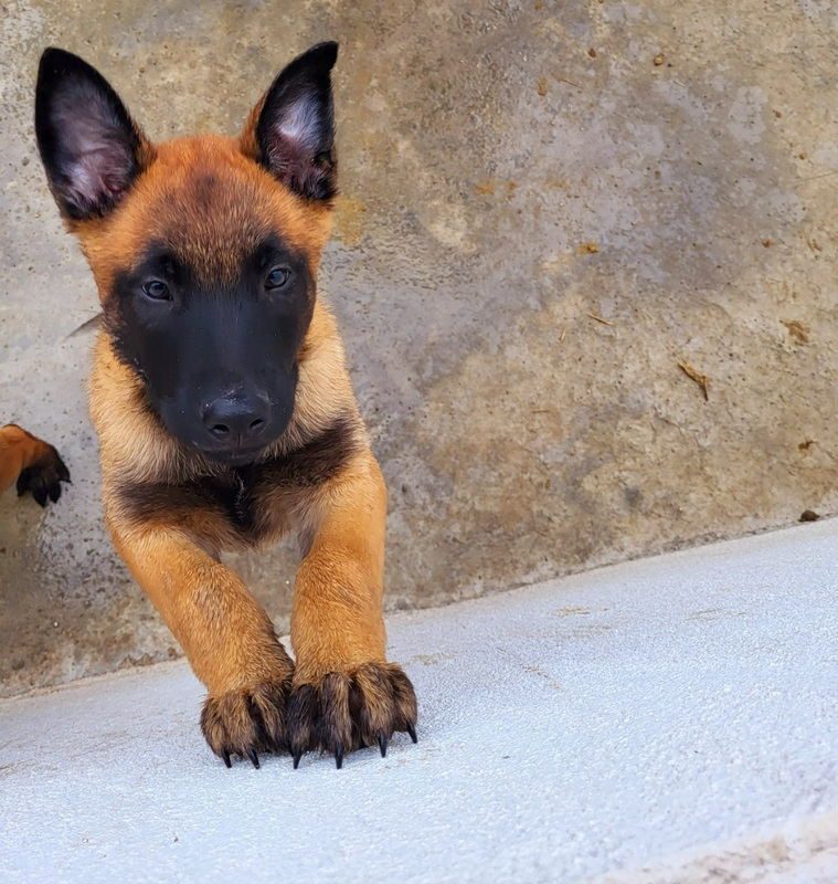 Vend Chiot Malinois Lof Uncompagnonfr