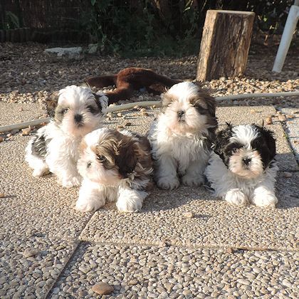 Shih Tzu à Vendre Paris 75 Achat Chien Vente Chiot