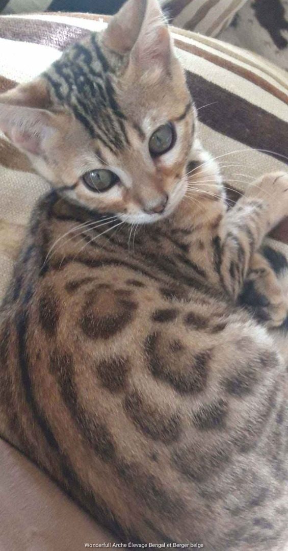 Chaton Tigre Du Bengal Uncompagnonfr