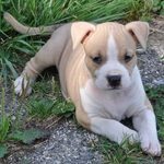 Chiots American Staffordshire A Vendre Annonces Achat