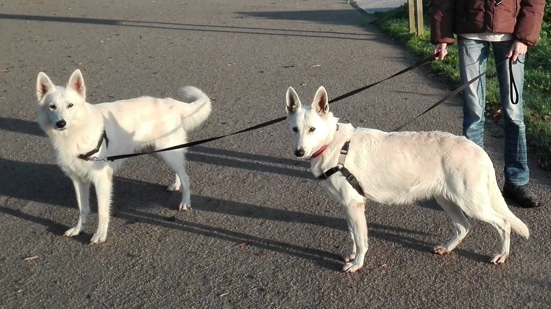 Chiots Bergers Blancs Suisses A Vendre Uncompagnonfr