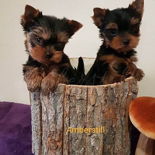 Yorkshire à Vendre Yvelines 78 Achat Chien Vente Chiot York