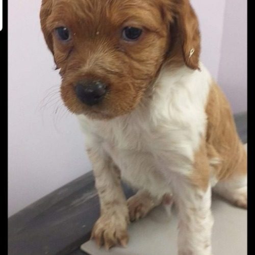 Chiot Epagneul Breton Lof Uncompagnon Fr