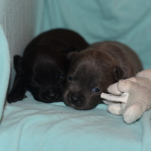 Labrador Chiot à Vendre Chien à Adopter Annonce Achat Prix