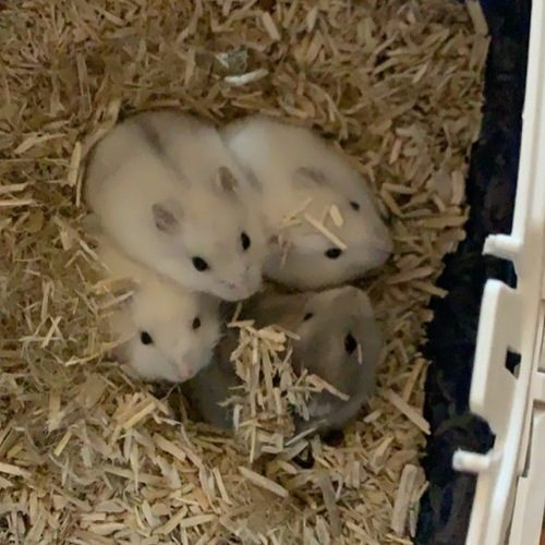 Bebes Hamster Russe Prets A L Adoption Uncompagnon Fr