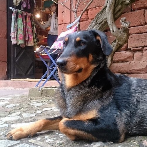 Beauceron Arlequin Et Noir Et Feu Lof Uncompagnon Fr