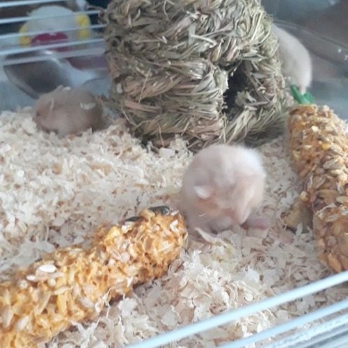 Bebe Hamsters Russe Yeux Rubis Sevres A Vendre Uncompagnon Fr