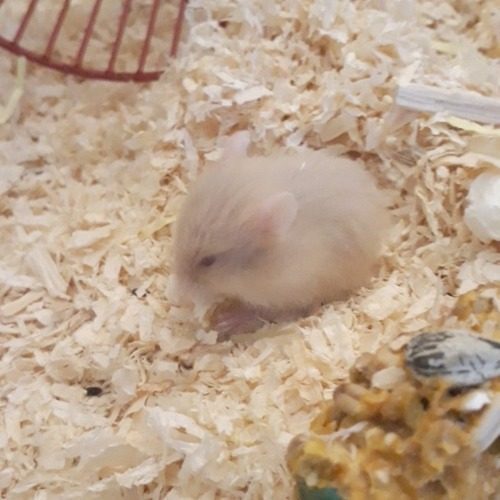 Bebe Hamsters Russe Yeux Rubis Sevres A Vendre Uncompagnon Fr