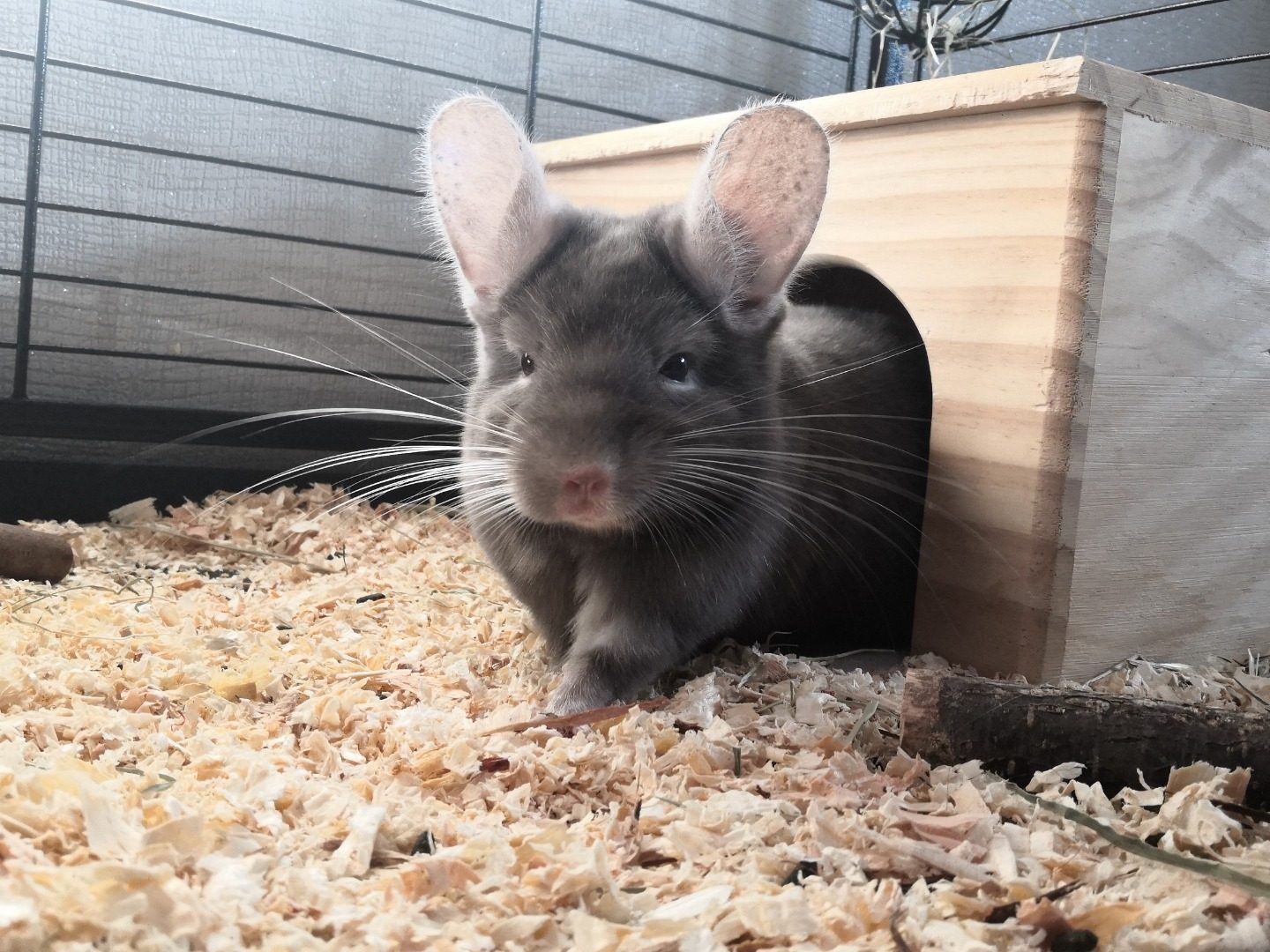 Chinchilla Femelle De 2 Ans Tout Accessoires Uncompagnon Fr