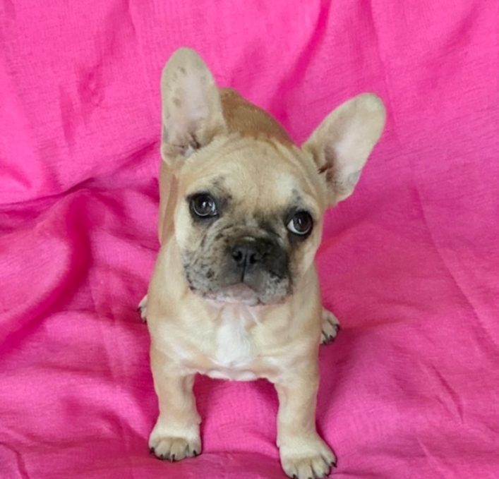 Bouledogue Francais Femelle Fauve Merle Uncompagnon Fr