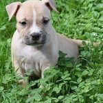 Chiots American Staffordshire A Vendre Annonces Achat Vente Adoption