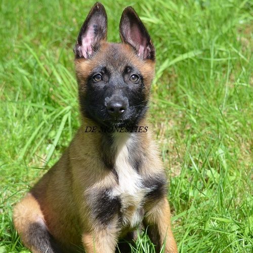 Chiot Berger Belge Malinois Uncompagnon Fr