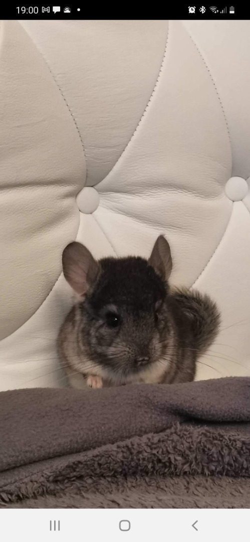 Chinchillas 3 Mois Uncompagnon Fr