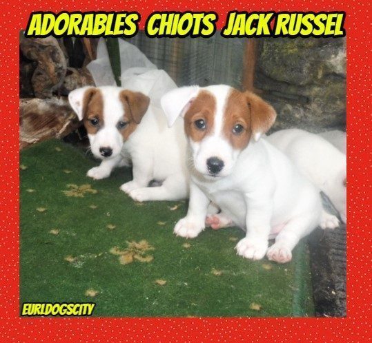 Splendides Chiots Jack Russel Uncompagnon Fr