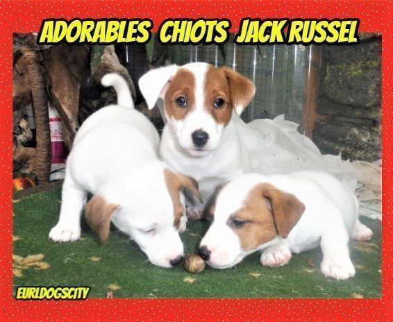 Splendides Chiots Jack Russel Uncompagnon Fr