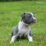 Chiots American Staffordshire A Vendre Annonces Achat Vente Adoption