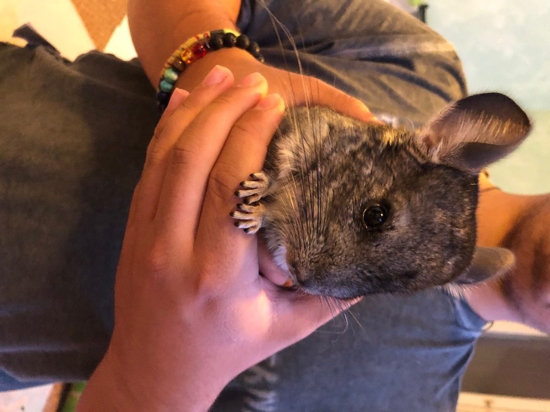 Bebe Chinchilla Uncompagnon Fr