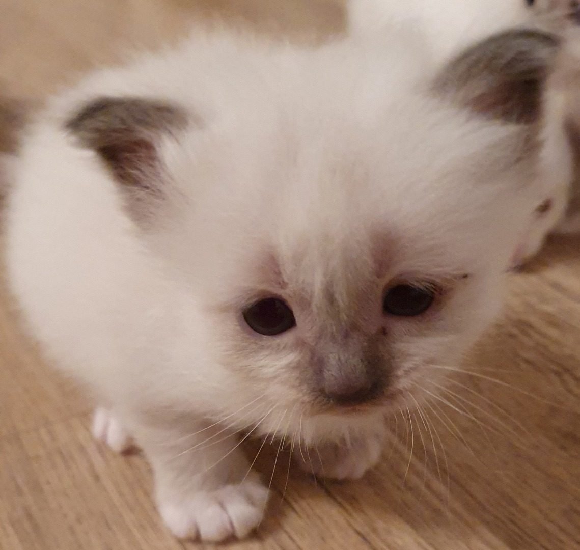 Chatons Sacre De Birmanie Uncompagnon Fr