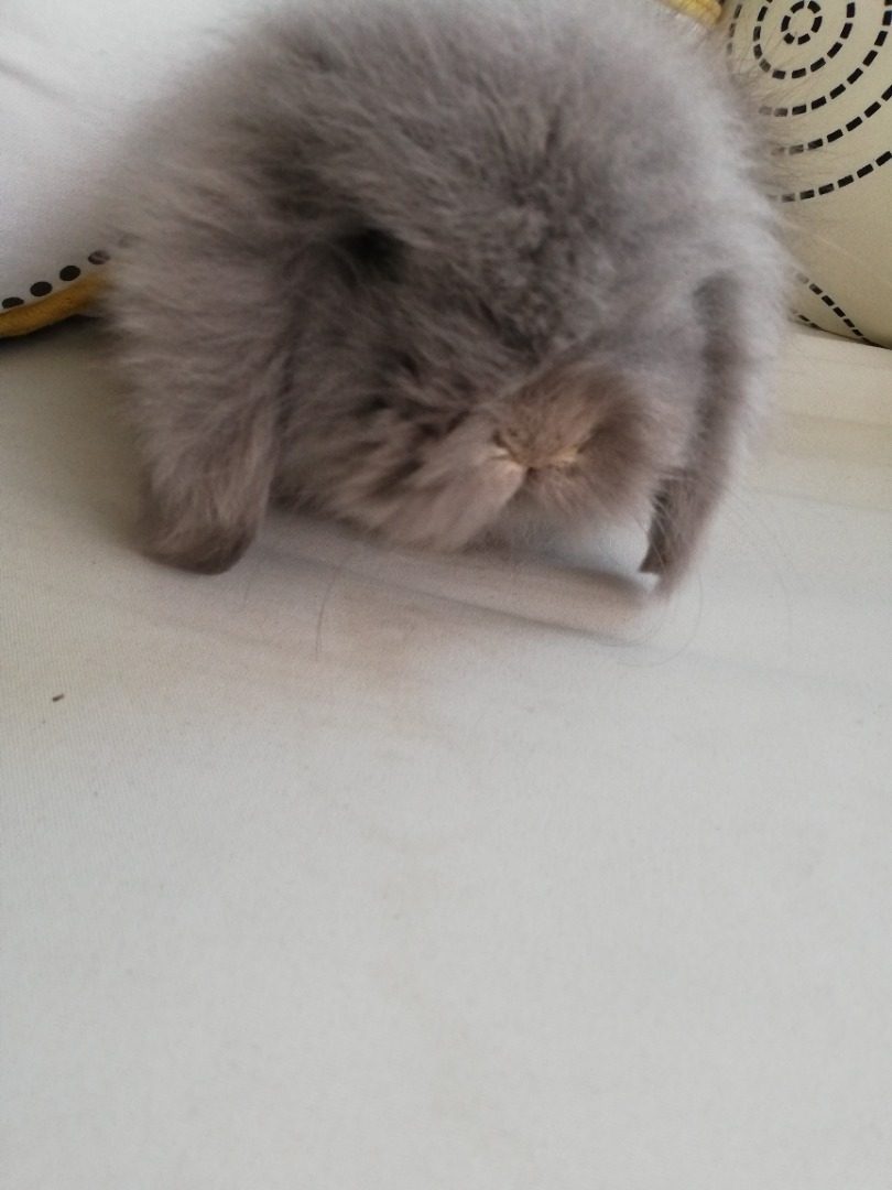 Bebe Lapin Belier Nain Angora Uncompagnon Fr