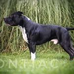 Chiots American Staffordshire A Vendre Annonces Achat Vente Adoption