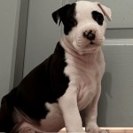 Chiots American Staffordshire A Vendre Annonces Achat Vente Adoption